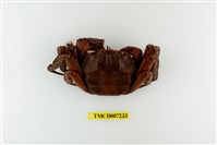 藏品(日本絨螯蟹)的圖片